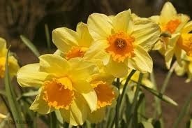 daffodils
