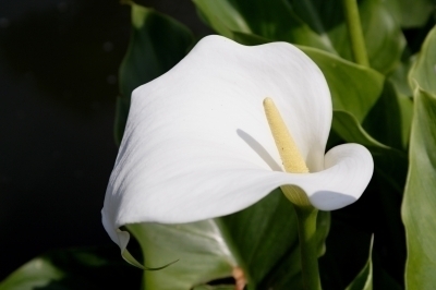 lily