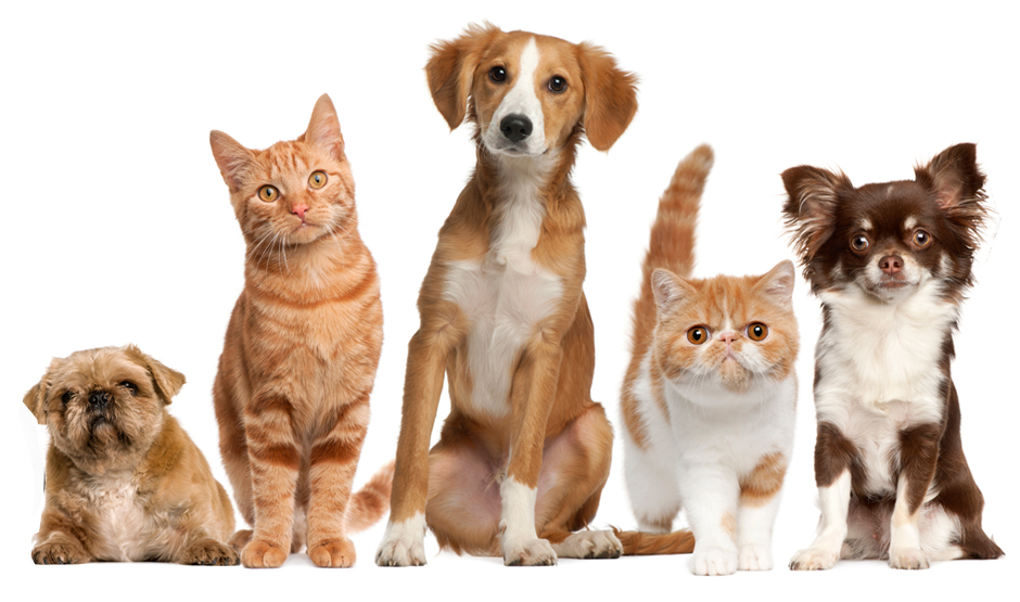 How to Handle the Problem of Fleas in Pets, Using Homeopathy